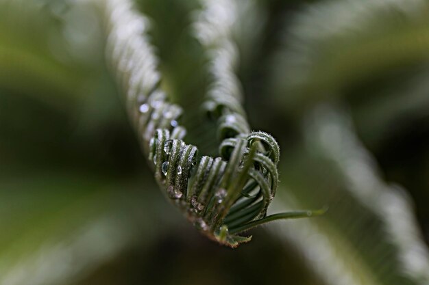 Curly fern france-europe