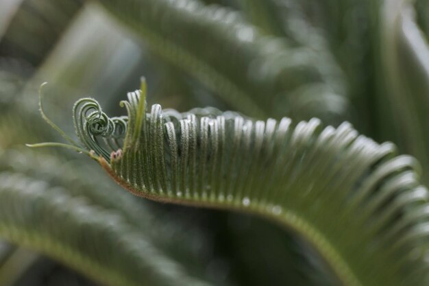 Photo curly fern france