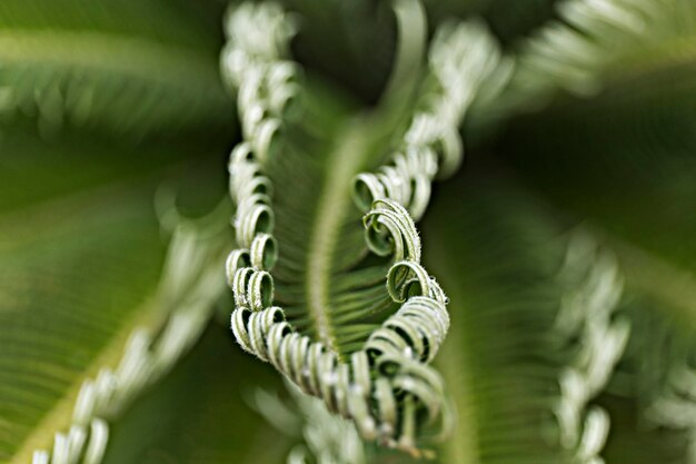 Photo curly fern