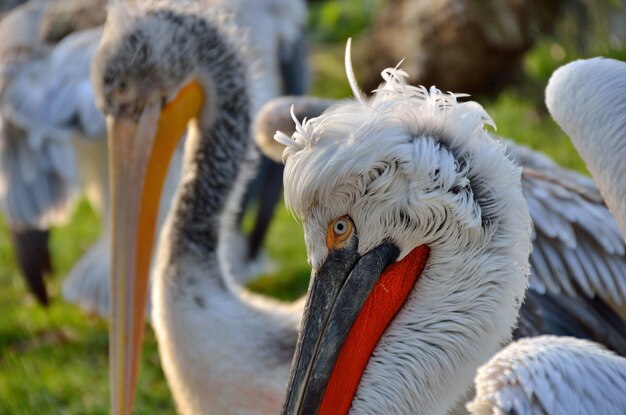 Curly head pelicans in a zoo