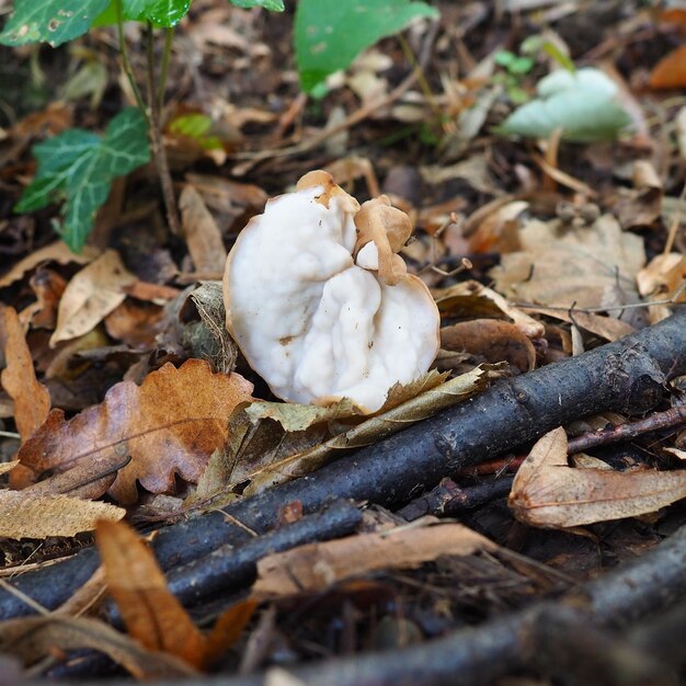 곱슬 엽 또는 곱슬 helvella crispa는 helvella helvella 속에 속하는 곰팡이 종입니다