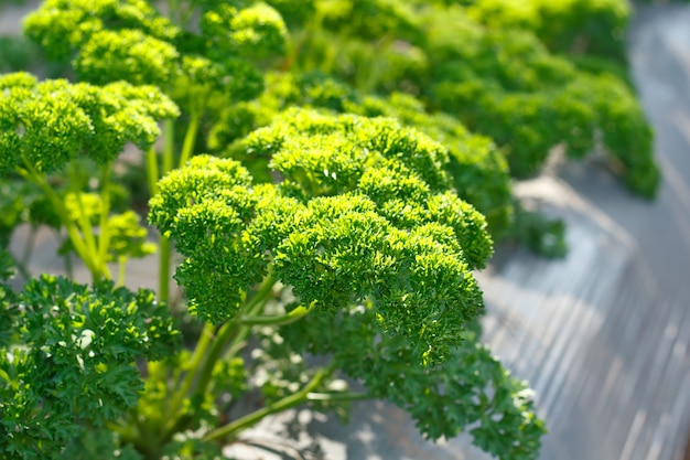 Curly parsley leaves closeup in the garden