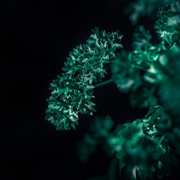 Curly parsley leaves closeup in the garden 