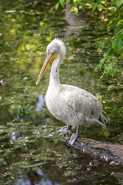 A curly pelican sitting on a branch near water