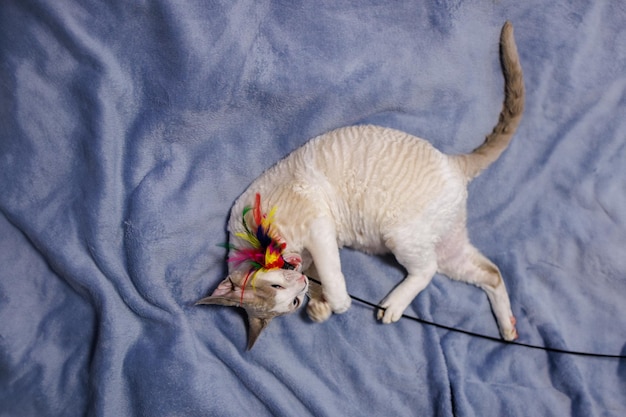 A curly white kitten has his teeth into a toy and is gnawing on the feathers from the toy