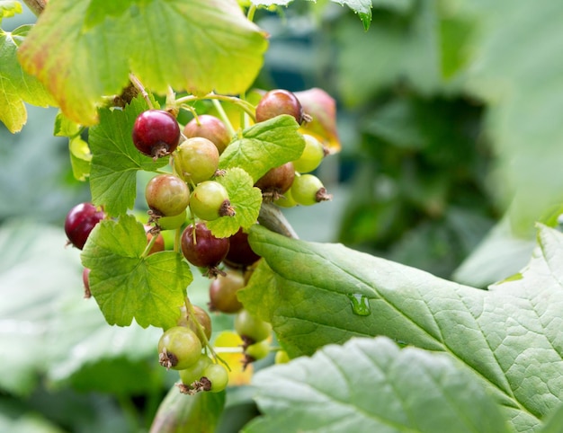 Currant Berries on a Branch in a garden