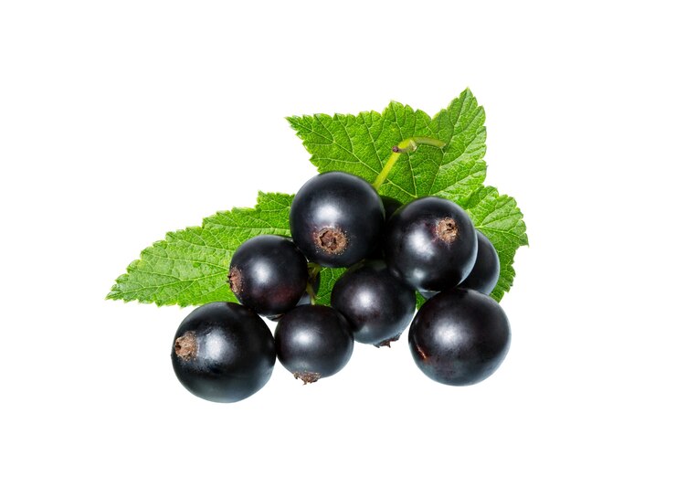 Currant berries with leaf isolated on white background.