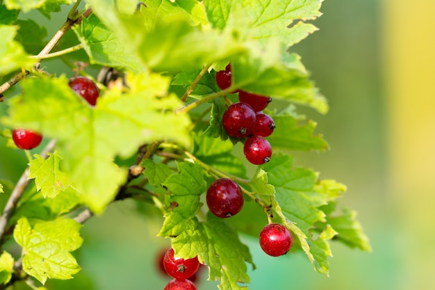 Currant berries with leaves