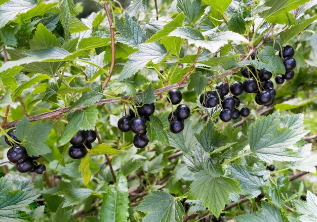 Foto ramo nero di ribes con frutti