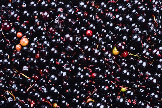 Currant black. Ecological berries for desserts, smoothie or jam. Currant organic berries.