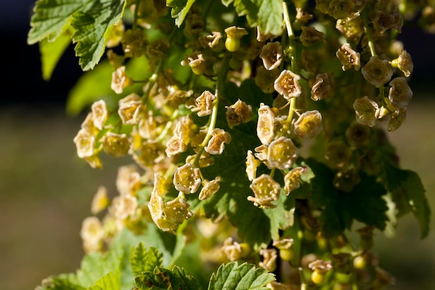 Currant blooming with small flowers in summer