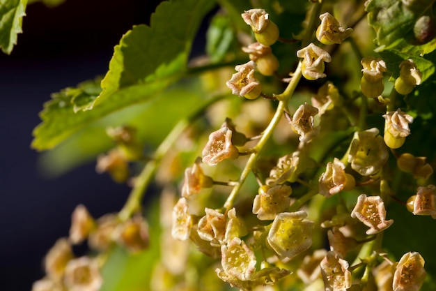 Currant blooming with small flowers in summer