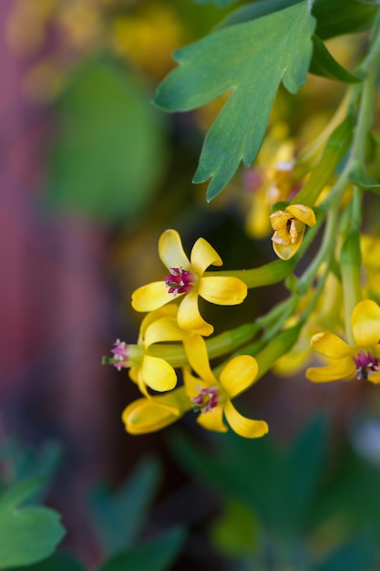 Currant blooming with small yellow flowers