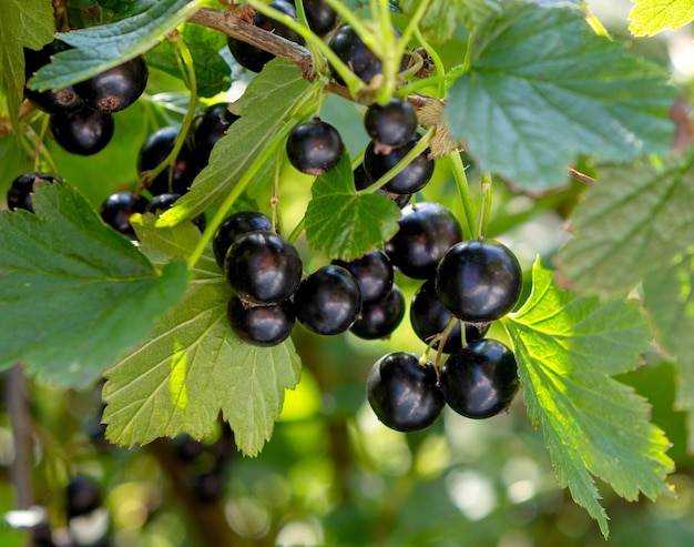 Photo currant branch closeup