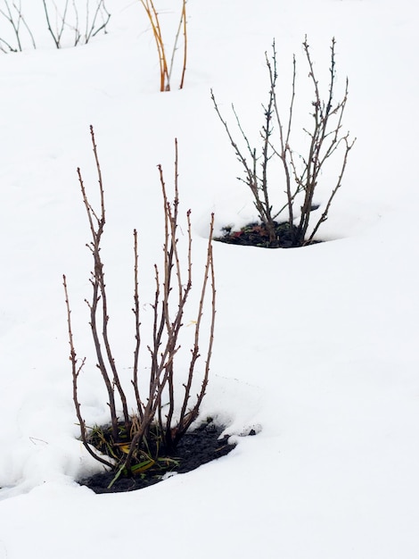 Currant bush in the spring during the melting snow