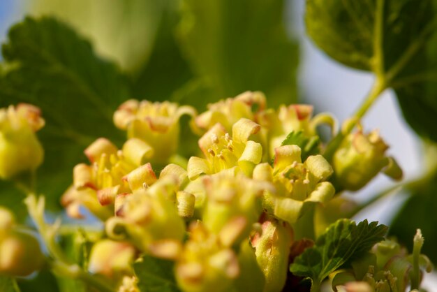 Фото Кусты смородины, цветущие в весенний сезон