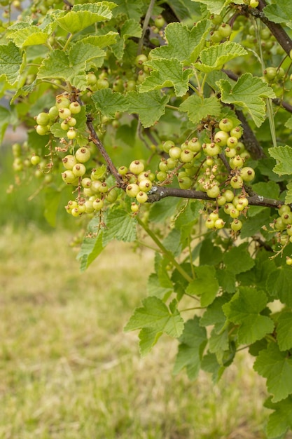 Currant green immature grows on a bush hangs down Harvest organic in the vegetable garden at home