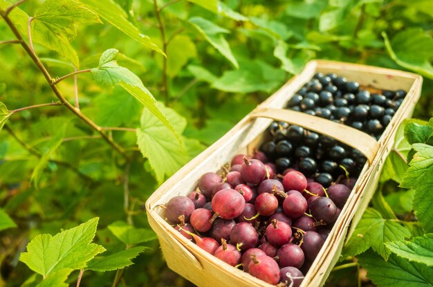 Currant harvest collected in the garden Plantation work Autumn harvest and healthy organic food concept close up with selective focus