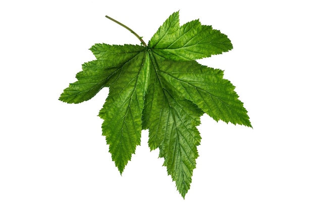 Currant leaf over white background