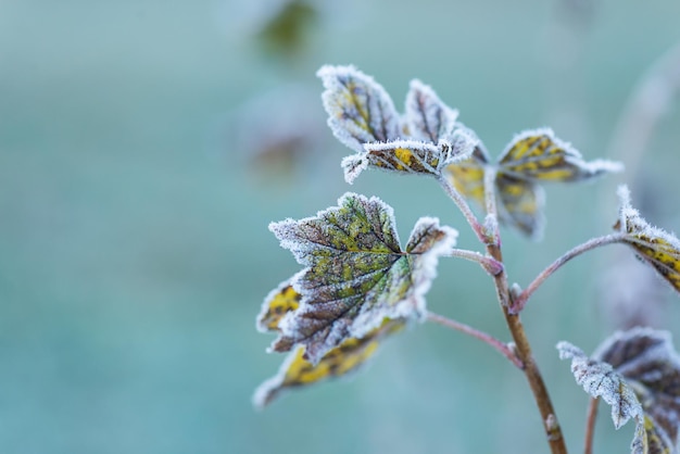 Currant leaves in hoarfrost First frosts Selective focus