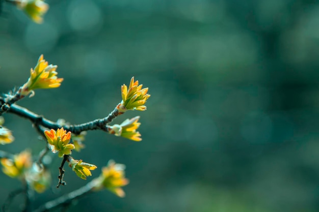 Currant twigs with young leaves. Spring background