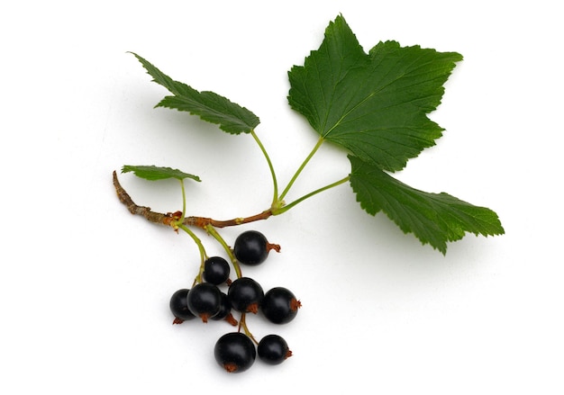 Currant with a leaf isolate