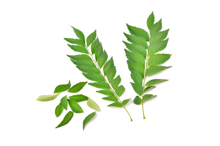 카레 잎 흰색 배경에 고립