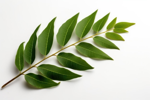 Curry Leaf Leaf On White Background Generative AI