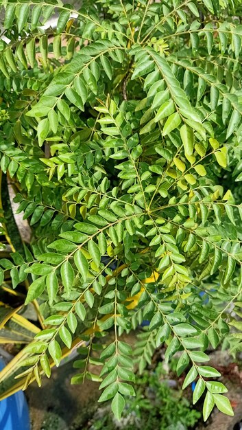 Photo curry leaf tree plant closeup view