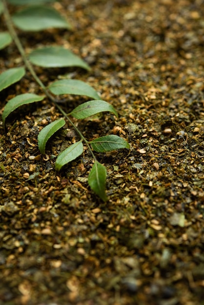 카레 잎 분말 또는 Karivepaku 또는 karuveppilai podi