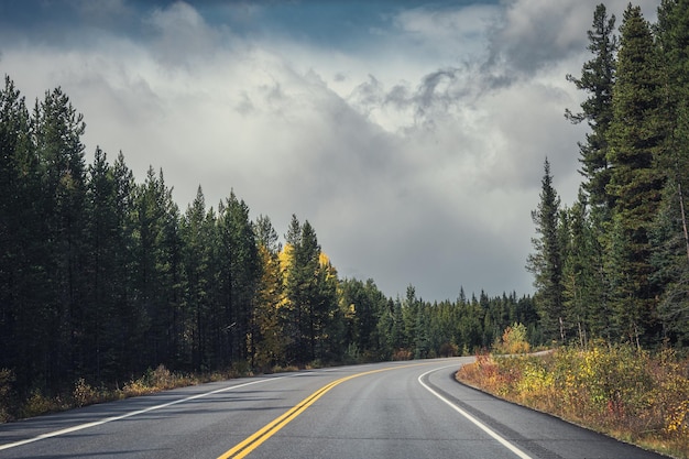 Curve asphalt road driving through between pine forest in\
gloomy day at national park