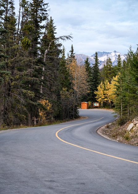 Curved asphalt road in pine forest on autumn at Jasper national park Canada