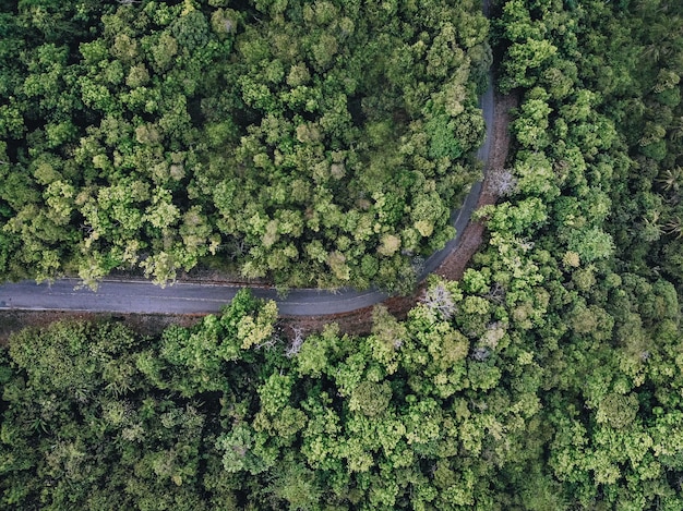 Curved paved long road in the middle of a dense green forest with a huge number of different tall trees, view from above