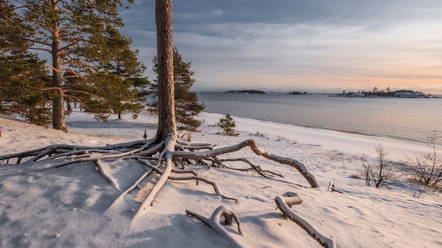 Photo curved pine root on the shore of lake ladoga on a winter