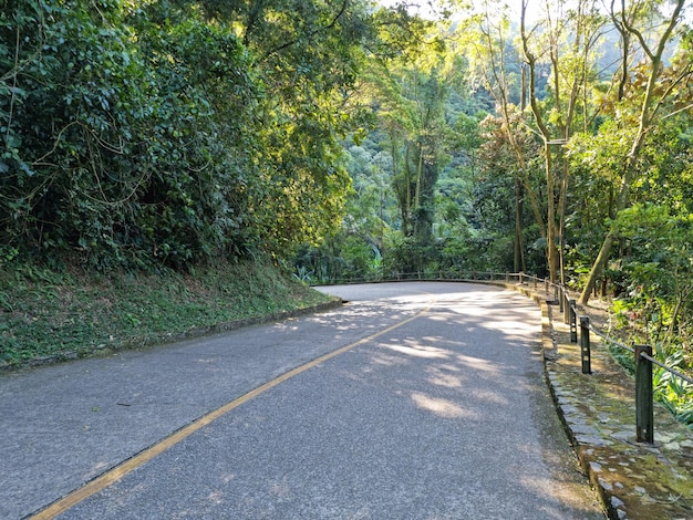 Curved road in the middle of the forest in the park of Santos Brazil