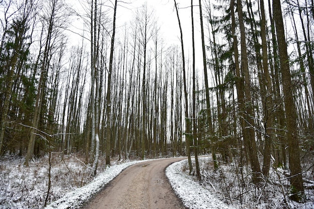 Curved road in the winter forest