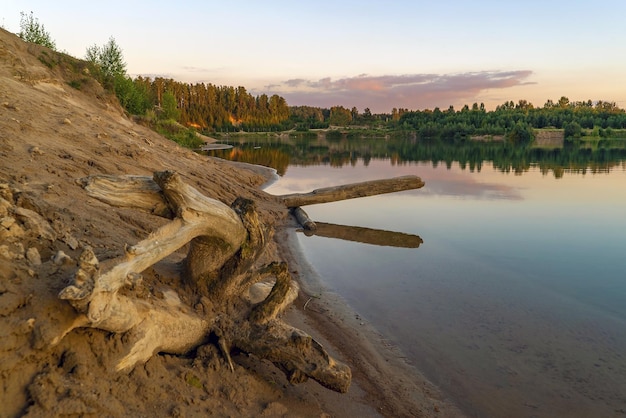 Photo a curved snag on the shore of the lake and the evening sky at sunset