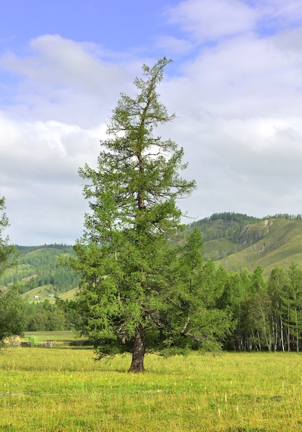 A curved top of a tree in a mountain valley under a blue cloudy sky Siberia Russia