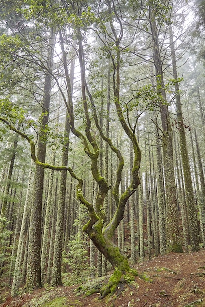 Изогнутое дерево на Мадейре, Португалия