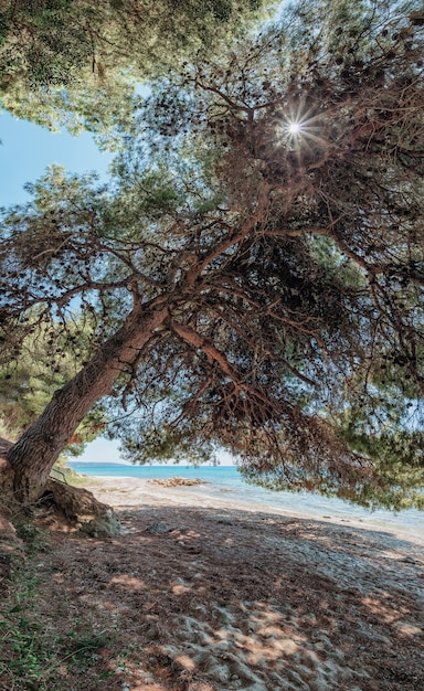 Curved twisted old pine tree at the beach pine tree with huge shade at wild beach