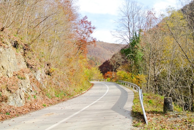 Photo curvy asphalt road through forest in autumn (with trees with colorful yellow, brown, green leaves