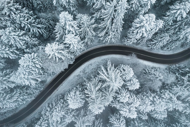 Strada tortuosa d'inverno nella foresta