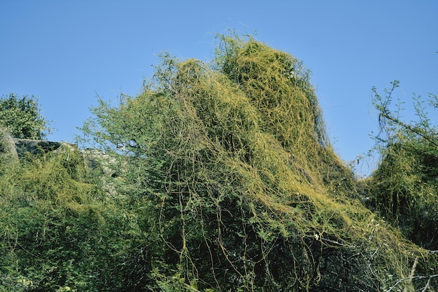 Cuscuta dodder parasitic plant Creeper plant