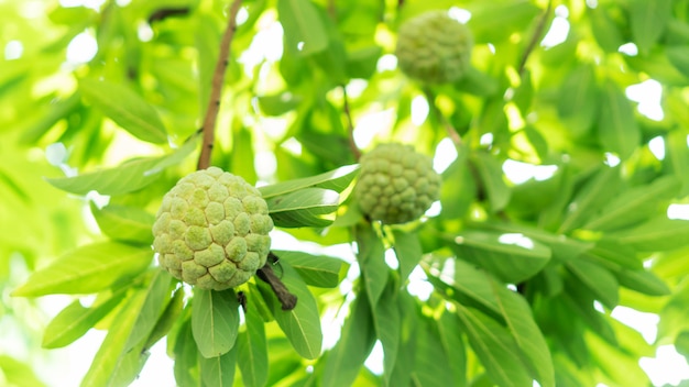 Custard apple fruit in an orchard.