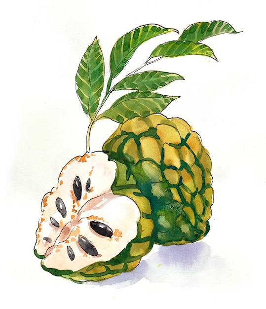 Custard apple. Ink and watercolor drawing