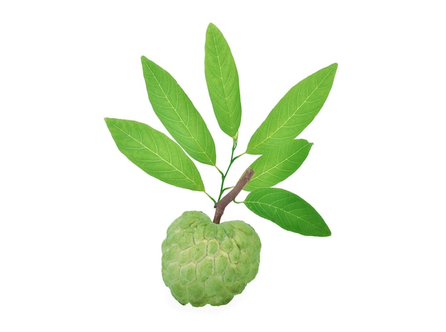 Custard apple isolated on white surface