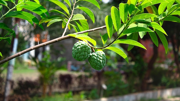 A custard apple tree with green leaves