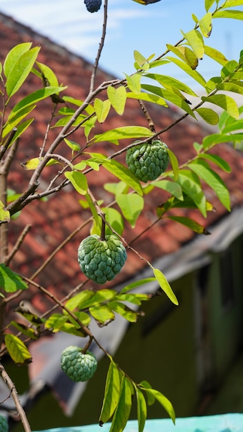 Photo the custard apples are a bright green color and some have smooth waxy skin while others have a rou