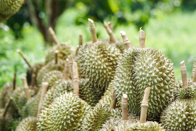 Customers are choosing to buy durian from gardeners in Chanthaburi.