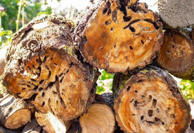 A cut apple tree stump eaten by tree beetles. Freshly cut tree stump.